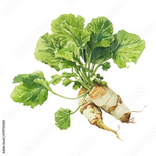 A beautiful watercolor wasabi root from the front angle isolated on a white background. Hand-painted watercolor design, vectorized, with a painting style. vector set in EPS format. simple design