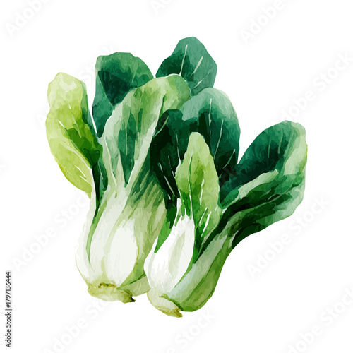 A beautiful watercolor cut bok choy with green leaf isolated on a white background, Hand-painted watercolor design, vectorized, painting style, vector set available in EPS format