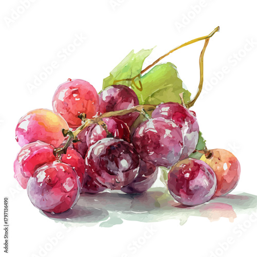 A Watercolor_style_painting_of_cut_grapes_with_juicy, simple eps format illustration, Watercolor_style