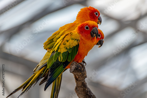 コガネメキシコインコ