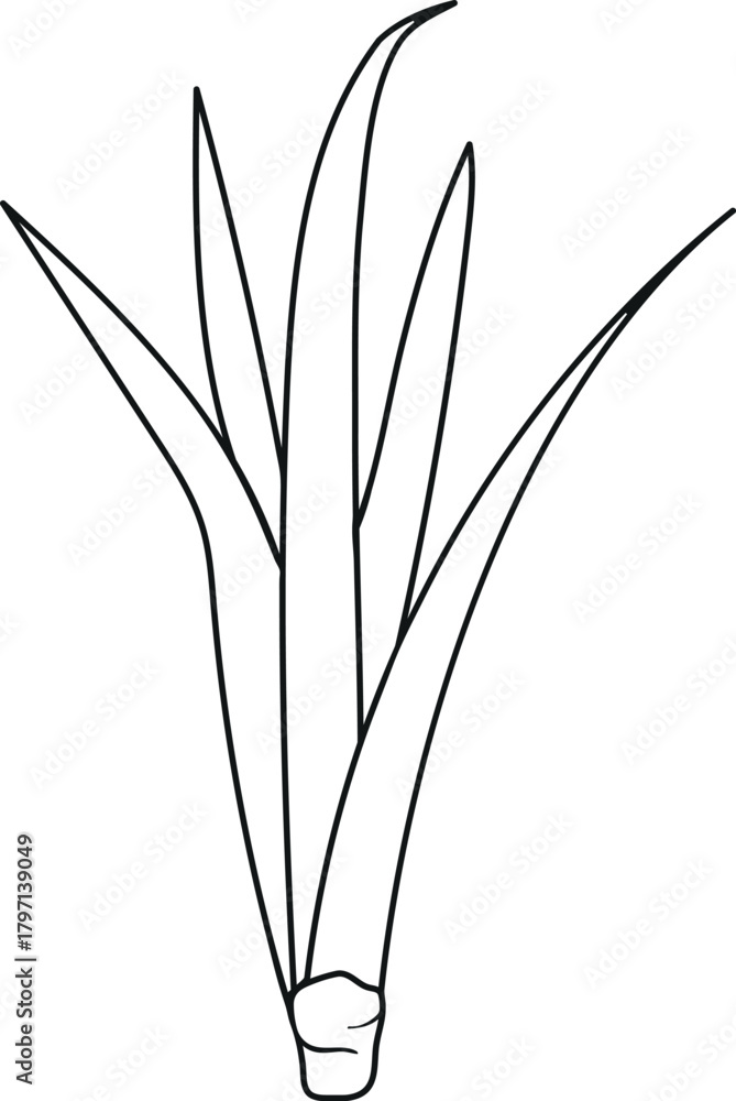 Fototapeta premium Coloring page with young pineapple plant (Ananas comosus) isolated on white background