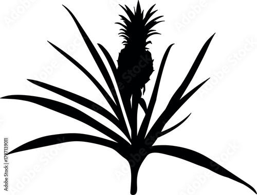  Black silhouette of pineapple plant (Ananas comosus) with pineapple fruit and leaves isolated on white background	