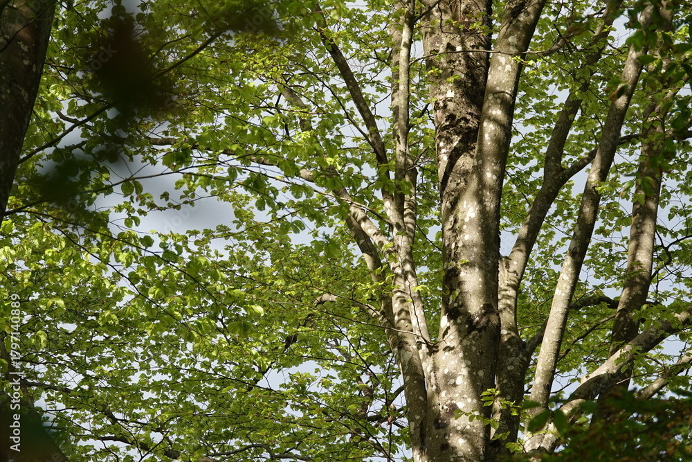 Fototapeta premium trees in the forest