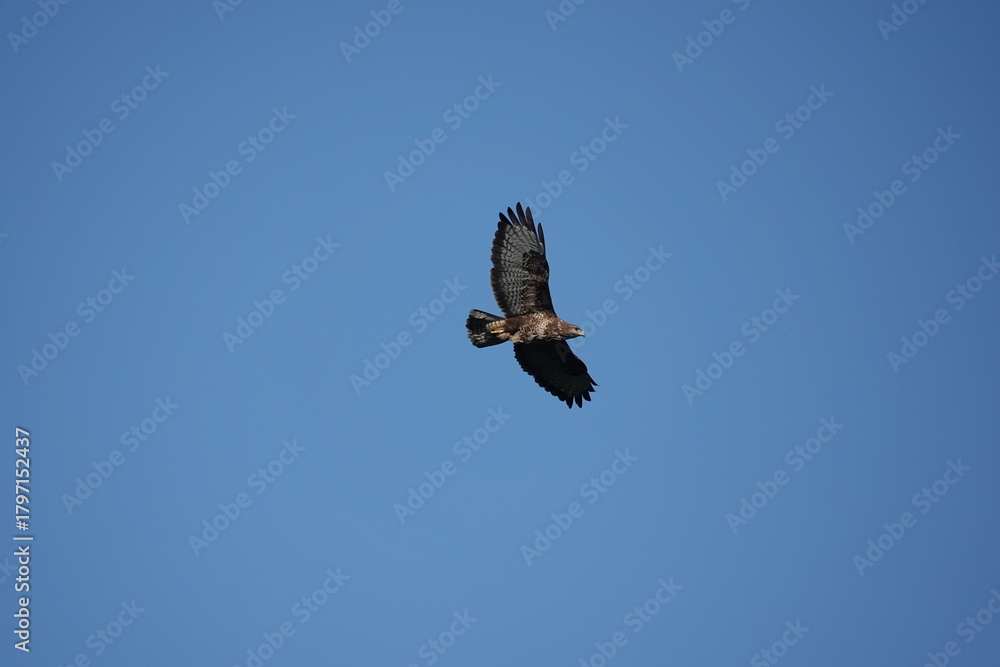 Obraz premium buzzard in flight