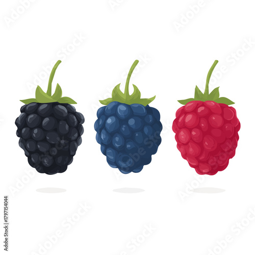 Very Simple flat 2D illustration of Black Mulberry, blueberries isolated on a white background, vector icon set, simple design in a flat design, 2D illustration, EPS format design
