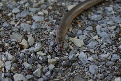 Obraz na płótnie detailed slow worm on sand