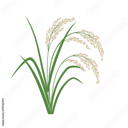 A simple, flat vector illustration of rice plants with green leaves and light-colored grains