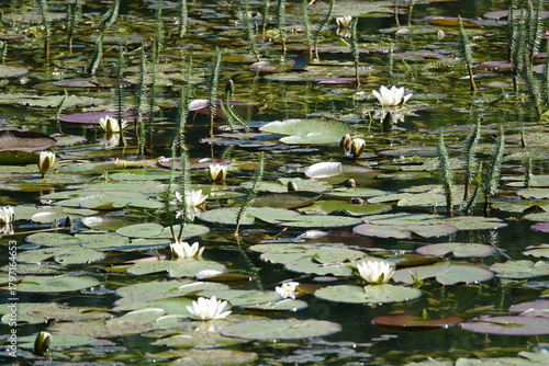 water lily in the pond