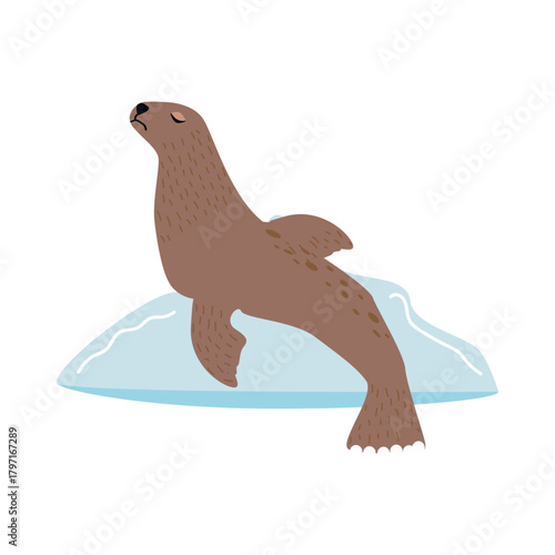 Seal on a white background. Cute animal. Vector illustration.