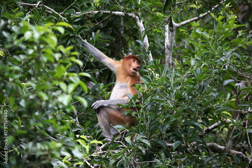 Papier peint Bekantan or proboscis monkey is a type of long-nosed monkey with reddish-black fur
