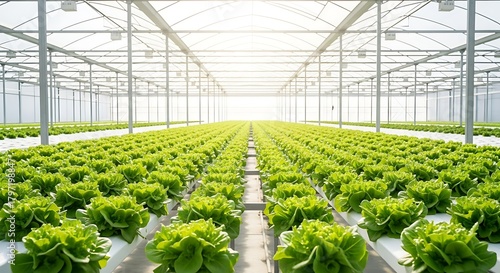 Vibrant hydroponic lettuce cultivation inside a modern industrial greenhouse