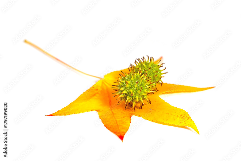 Naklejka premium Amerikanischer Amberbaum, Blatt und Frucht vor weißem Hintergrund