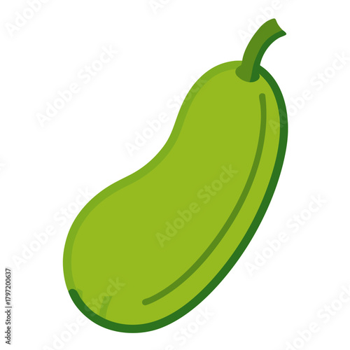 vector illustration of zucchini
