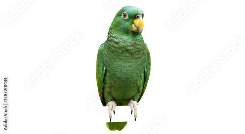 Isolated green Amazon parrot perched upright facing forward looking alert in studio lighting