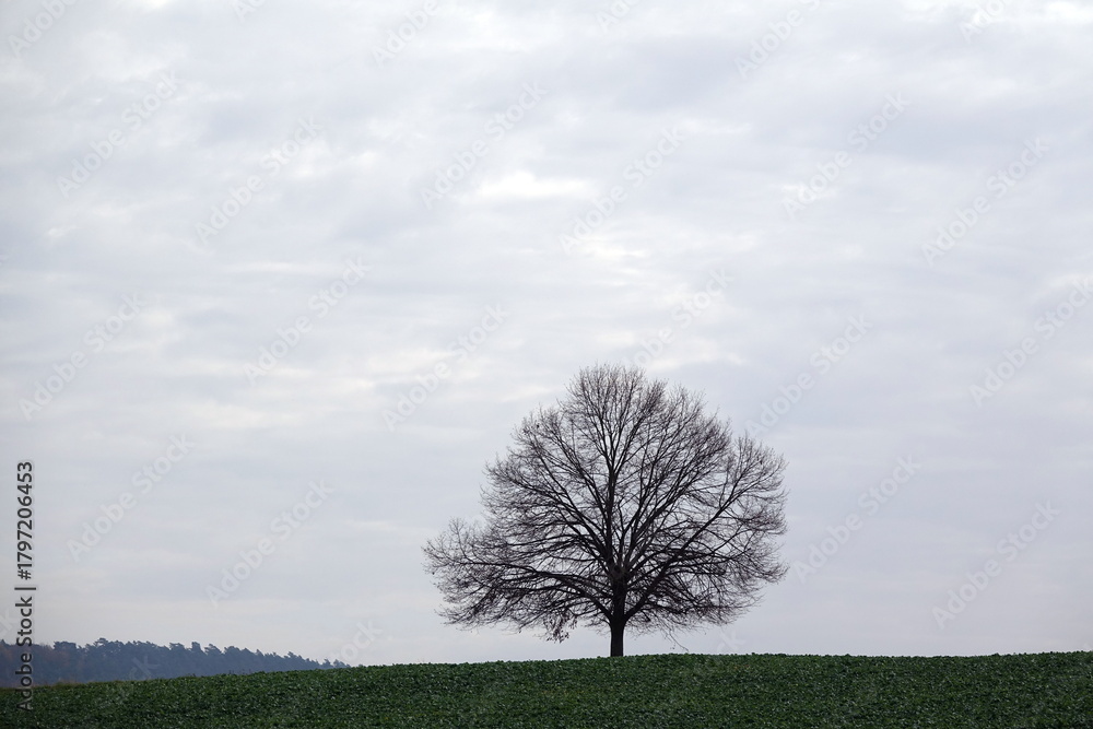 Obraz premium Einzelner Baum