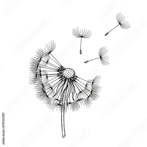Detailed black and white line art illustration of a dandelion with seeds blowing away in the wind, symbolizing wishes and nature's cycle.
