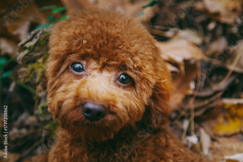 sad poodle dog 