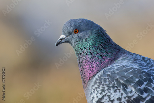 close up of a pigeon