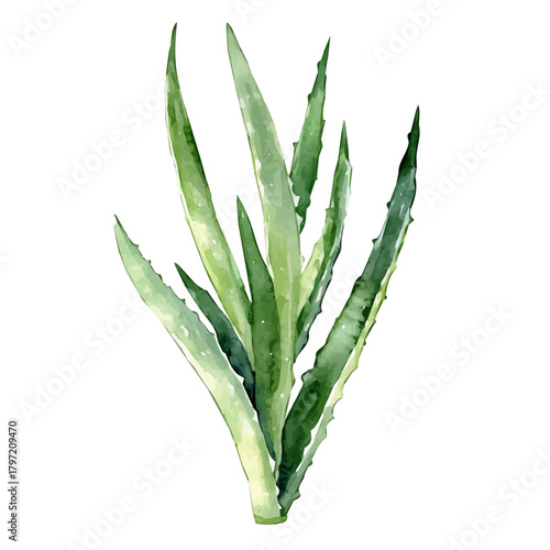 Watercolor wild aloe vera leaves set, softly painted and separated on a white background, is crafted as a minimal yet artistic element for creative designs. EPS format, vectorized