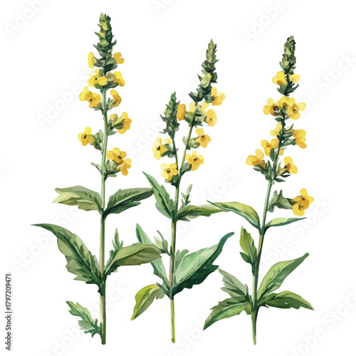 Watercolor wild agrimony plant set, softly painted and separated on a white background, is crafted as a minimal yet artistic element for creative designs. EPS format, vectorized