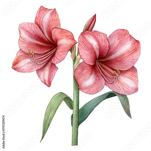 Watercolor wild amaryllis flower set, softly painted and separated on a white background, is crafted as a minimal yet artistic element for creative designs. EPS format, vectorized