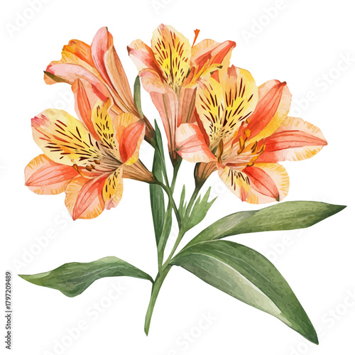 Watercolor wild alstroemeria flower set, softly painted and separated on a white background, is crafted as a minimal yet artistic element for creative designs. EPS format, vectorized