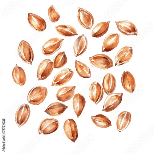 Minimal_Painted_in_watercolor, illustration_of_barley grains, hand-drawn_illustration, isolated_on_white, vector_EPS. vectorized