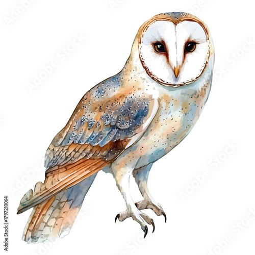 Minimal_Painted_in_watercolor, illustration_of_barn owl bird, hand-drawn_illustration, isolated_on_white, vector_EPS. vectorized