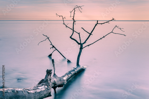Fototapeta Naklejka Na Ścianę i Meble -  Dead tree in the water on the Baltic Sea coast. 
