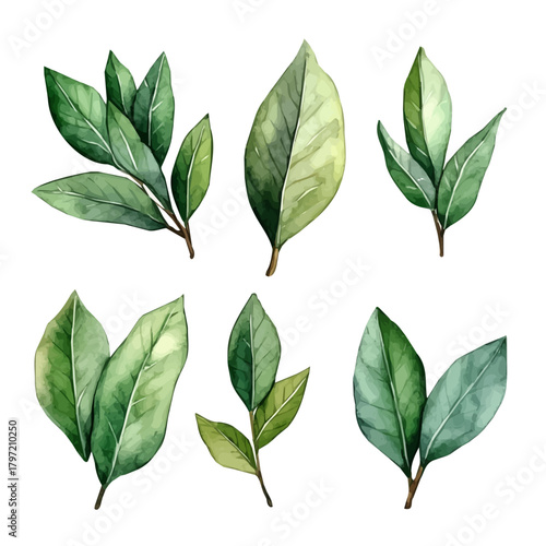 A minimal layout design, a Watercolor painting of a bay leaves, delicately hand-painted with artistic brush strokes, white background, vector EPS