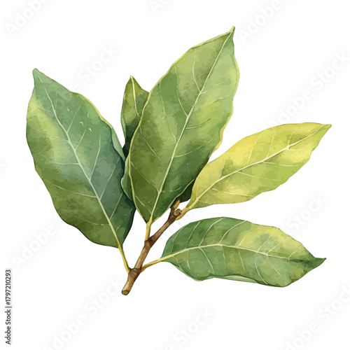 Minimal_Painted_in_watercolor, bay_leaves, isolated_on_white, vector_EPS. vectorized