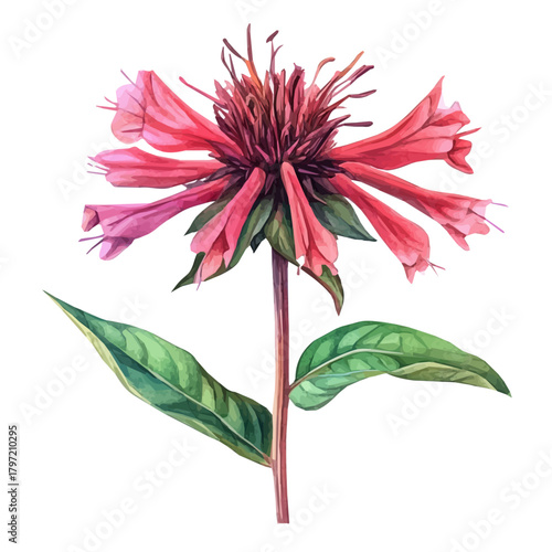 Watercolor wild bee balm flower, softly painted and separated on a white background, is crafted as a minimal yet artistic element for creative designs. EPS format, vectorized