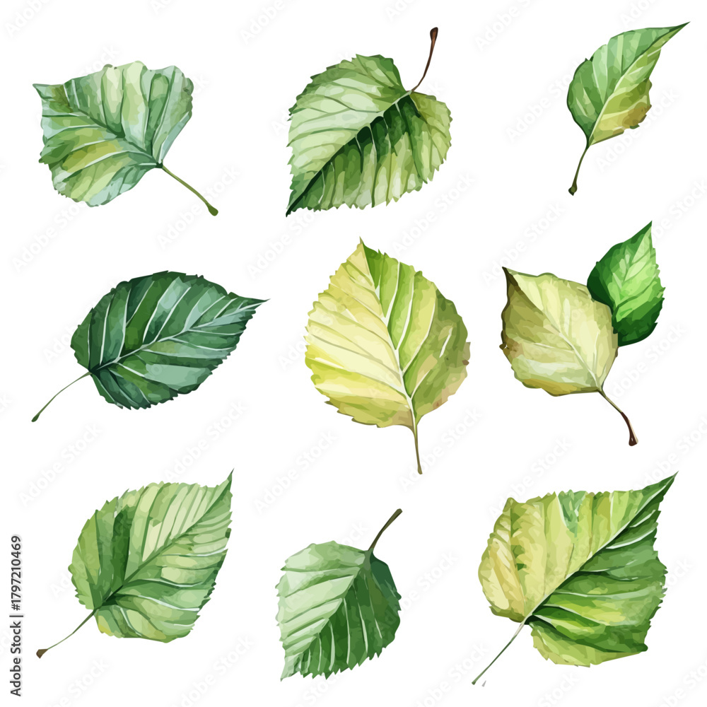 Obraz premium A minimal layout design, a Watercolor painting of a birch leaves set, delicately hand-painted with artistic brush strokes, white background, vector EPS