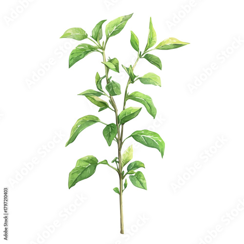 A minimal layout design, a Watercolor painting of a bhumi amalaki plant, delicately hand-painted with artistic brush strokes, white background, vector EPS