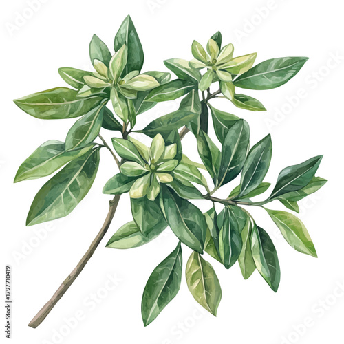 Watercolor wild bhumi amalaki plant, softly painted and separated on a white background, is crafted as a minimal yet artistic element for creative designs. EPS format, vectorized