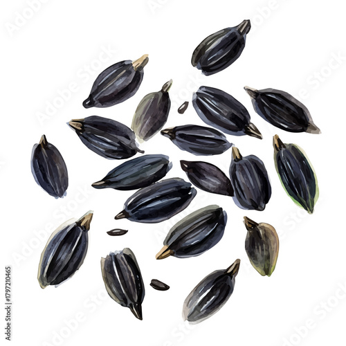A minimal layout design, a Watercolor painting of a black cumin seed, delicately hand-painted with artistic brush strokes, white background, vector EPS