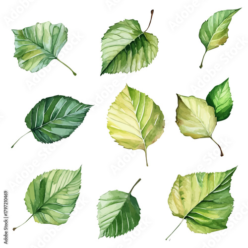 A minimal layout design, a Watercolor painting of a birch leaves set, delicately hand-painted with artistic brush strokes, white background, vector EPS