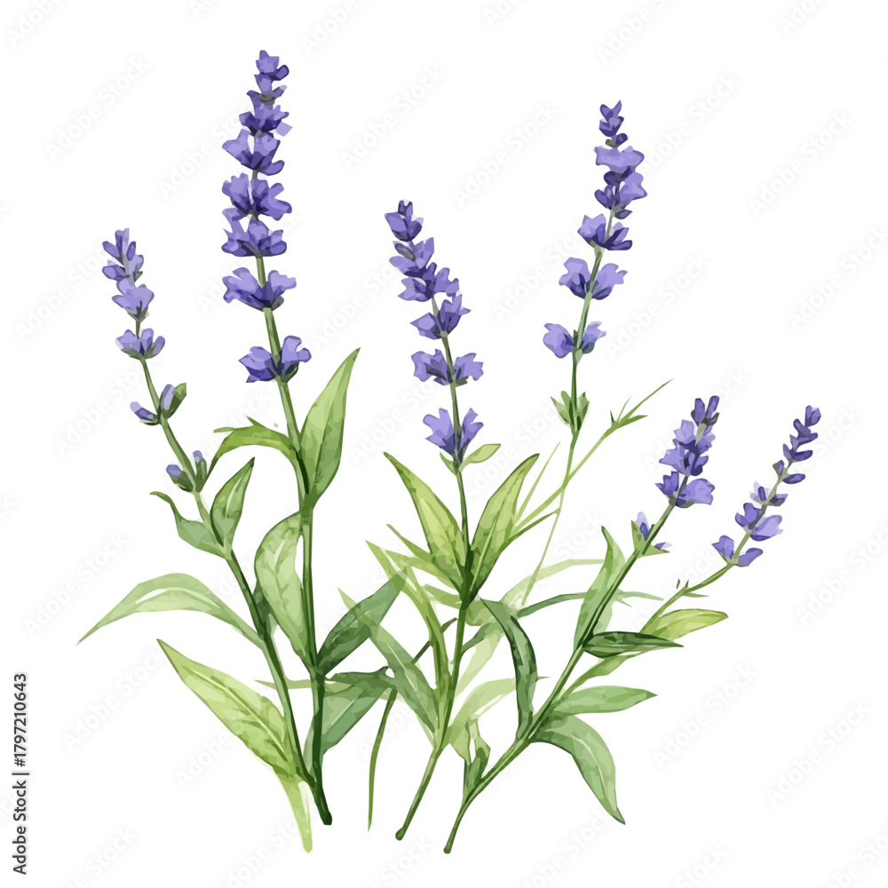 Naklejka premium An Imaginary Minimalistic 2D flat icon_blue_vervain_plant, modern element in vector and EPS format_isolated on a white 