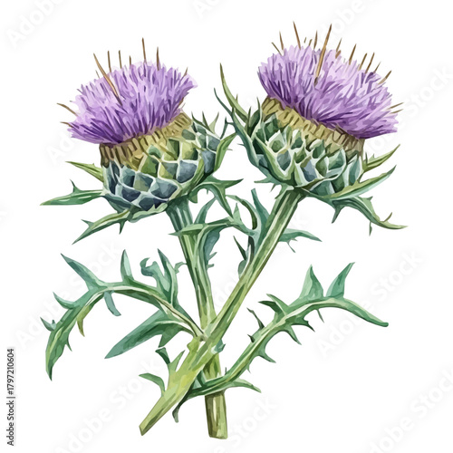 Minimal_Painted_in_watercolor, blessed_thistle, isolated_on_white, vector_EPS. vectorized
