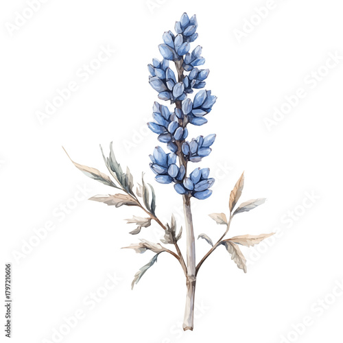 A minimal layout design, a Watercolor painting of a blue cohosh root, delicately hand-painted with artistic brush strokes, white background, vector EPS