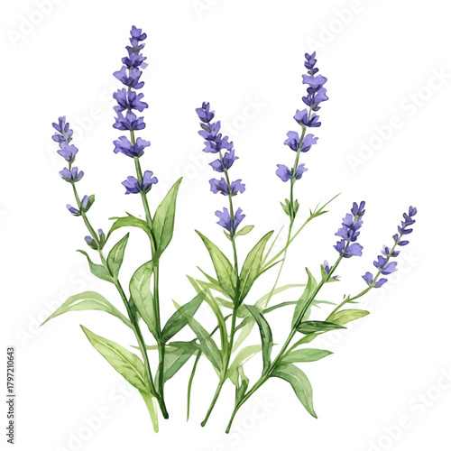 An Imaginary Minimalistic 2D flat icon_blue_vervain_plant, modern element in vector and EPS format_isolated on a white 