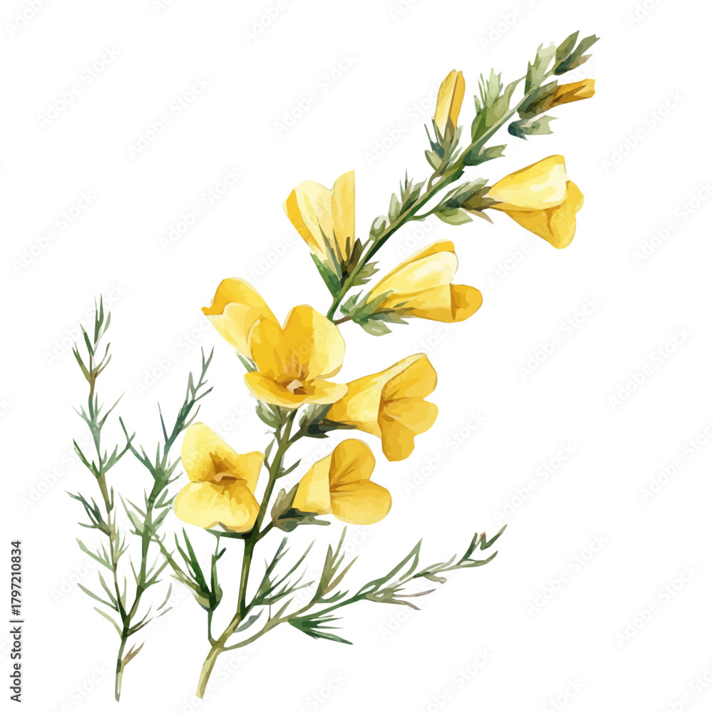 Fototapeta premium Minimal_Painted_in_watercolor, broom_herb, isolated_on_white, vector_EPS. vectorized