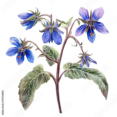 A minimal layout design, a Watercolor painting of a borage flower, delicately hand-painted with artistic brush strokes, white background, vector EPS