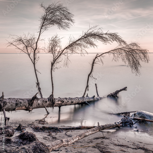Fototapeta Naklejka Na Ścianę i Meble -  Dead tree in the water on the Baltic Sea coast. 