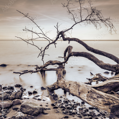 Fototapeta Naklejka Na Ścianę i Meble -  Dead tree in the water on the Baltic Sea coast. 