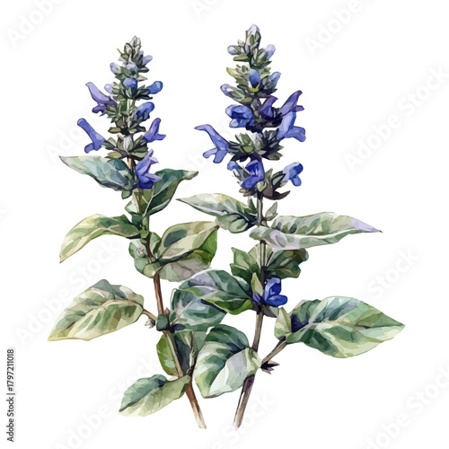 A minimal layout design, a Watercolor painting of a bugleweed plant, delicately hand-painted with artistic brush strokes, white background, vector EPS