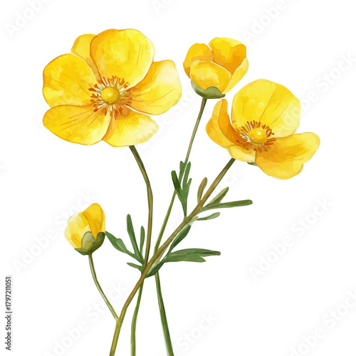 A minimal layout design, a Watercolor painting of a buttercup flower, delicately hand-painted with artistic brush strokes, white background, vector EPS
