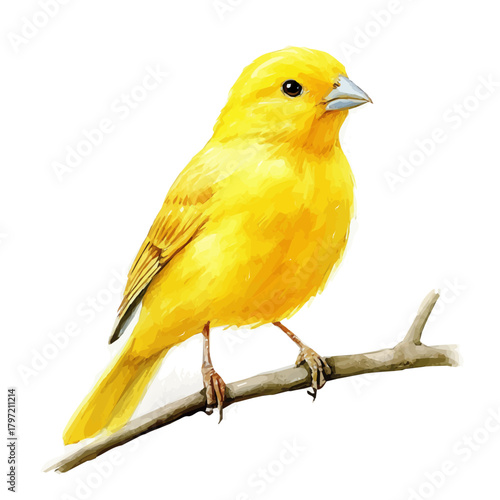 A minimal layout design, a Watercolor painting of a canary bird, delicately hand-painted with artistic brush strokes, white background, vector EPS