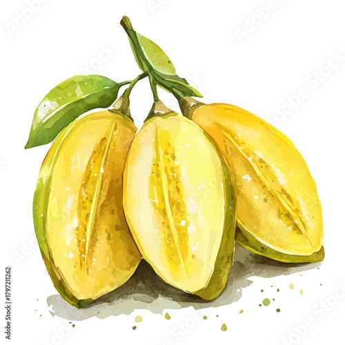 Minimal_Painted_in_watercolor, carambola_fruit, isolated_on_white, vector_EPS. vectorized