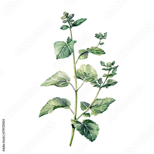 A minimal layout design, a Watercolor painting of a catnip_herb, delicately hand-painted with artistic brush strokes, white background, vector EPS